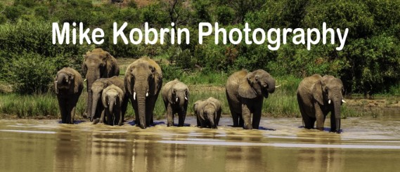 Mike Kobrin Photography Wildlife photography